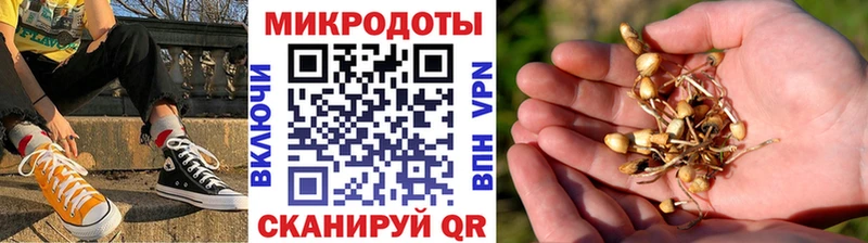 Псилоцибиновые грибы Psilocybine cubensis  Чаплыгин 